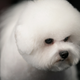 Image for article titled Elegant Updos and Classy Coats at the Westminster Dog Show